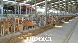 정읍시, 겨울철 축산재해 예방 총력…신속 대응 체계 구축