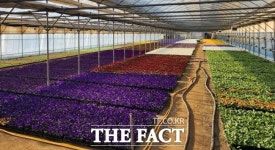 안양에 팬지가 활짝 피었어요 [TF사진관]