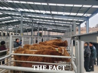 경기도, 가축 개량 발전 기여 퇴역 고능력 암소 한우 31두 분양