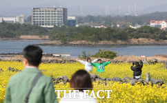 유채꽃이 활짝...노란 봄빛으로 물든 제주 [TF사진관]