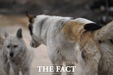 [포토 르포] 역대 최악 규모 꽃 피는 4월의 문턱…잿빛으로 변한 경북