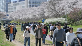 [포토] 광주 서구 힐링음악회 개최…벚꽃길 거닐며 힐링하는 주민들