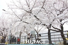 안양시 곳곳 봄꽃 ‘만개’…시민 웃음 ‘활짝’ [TF 사진관]