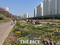 안양시 곳곳 봄꽃 ‘만개’…시민 웃음 ‘활짝’ [TF 사진관]
