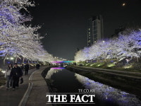 천안시, 벚꽃 야경 환상…원성천·천안천 산책로 조명 가동