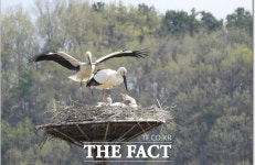 예산군, 천연기념물 황새 방사 올해 10년째 야생 복원 24쌍…야생 번식 성공적