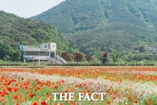 하동 북천 꽃양귀비 축제…16~25일 직전마을 일원서 개최