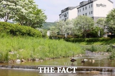 의왕 왕곡천 산책로에 이팝나무 꽃무리 ‘넘실’ [TF사진관]