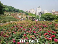 부천시 도당공원 백만송이장미원, 2만 5000송이 장미 활짝