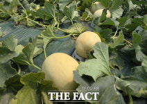 천안 수신멜론, 여름을 달콤하게 물들이다