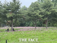 수원시 탑동시민농장 코스모스 만개