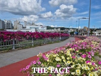 대전 동구, 도심 속 꽃길 조성…곳곳이 산책 명소로