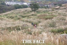 황매산 억새축제, 10월 18일 개막…자연이 빚어낸 최고의 무대