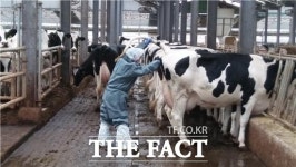 경기북부동물위생시험소, 지역 공수의와 젖소 결핵 공동 검진 추진