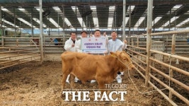 경기도, 수정란 이식 첫 성과…한우 개량 모범 사례로 평가