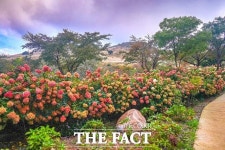 합천 황매산, 사계절 꽃 피운다…합천군, 목수국 정원 새 관광 자원으로 육성