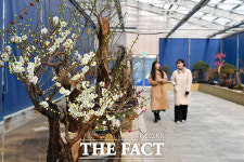 영주 한국선비매화공원, 가장 먼저 봄을 열다