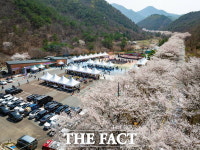 제25회 금산 보곡산골 산벚꽃 축제 성료…3만 5000여 명 방문