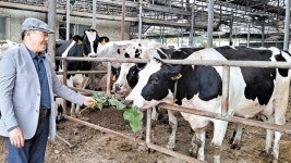 What happened to the cattle?