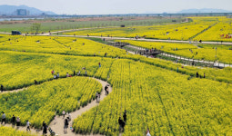 Springtime blooms set for earlier-than-expected arrival