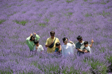 Visitors enjoy lavender fields in Donghae, Gangwon