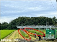 논에 태양광 세우니…농사·전기 일거이득