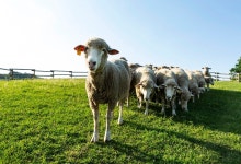 누적 적자에도 삼양목장에 눈길 가는 이유