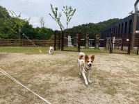 [르포]진심으로 일군 춘천 강아지숲 가보니