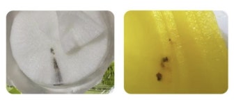 포장김치에 까만 점…먹어도 될까?