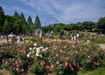 40살 에버랜드 장미축제의 변신…사막여우와 함께 하는 티 파티