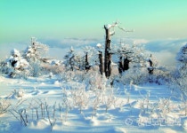 새해 해발 1567m 태백산에 올라 신성한 기운을 받자