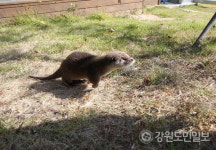 밤마다 수달 습격 영월 송어양식장 피해 속출