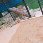 정글의 왕 호랑이 어쩌다 강릉댁 됐나