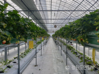 강원도 평창 해발 600m 고랭지 딸기 맛 보셨나요?