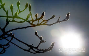 절기상 춘분 강원 아침 '꽃샘 추위'… 서리와 빙판길로 교통안전 유의
