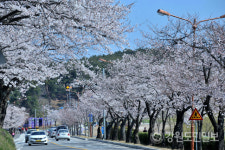 강릉 경포벚꽃잔치 3년 연속 취소 결정