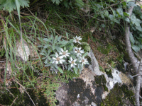 [한반도의 허리 강원 백두대간 대탐사] ⑨ 비경과 에델바이스, 설악산