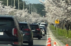 경포호 벚꽃 절정 강릉 주요관광지 나들이객 북적
