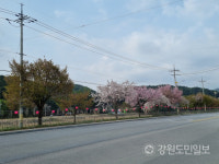 평창 강변도로 벚꽃길 수종갱신 찬반 논란