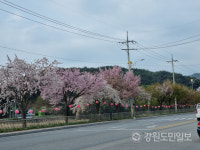 평창 강변도로 벚꽃길 수종갱신 찬반 논란