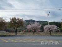 평창 강변도로 벚꽃길 수종갱신 찬반 논란