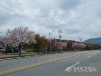 평창 강변도로 벚꽃길 수종갱신 찬반 논란