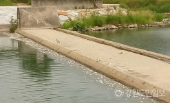 강릉 남대천서 황어 1000여마리 떼죽음