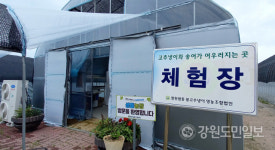 철원 민간인통제구역 샘통에서 생산되는 고추냉이 인기 고공행진