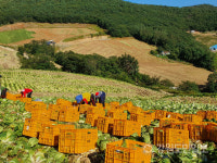 강릉 고랭지채소단지 왕산면 무·배추 막바지 출하 가격 급등