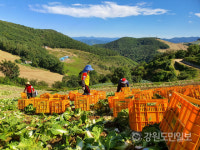 강릉 고랭지채소단지 왕산면 무·배추 막바지 출하 가격 급등