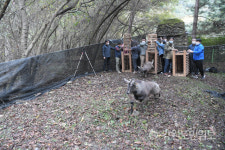 천연기념물 산양 8마리, DMZ의 자연으로 돌아간다