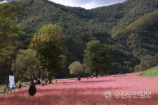 영월 동강의 푸른 물결과 붉은메밀밭이 만나 장관을 이루다
