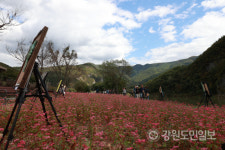 영월 동강의 푸른 물결과 붉은메밀밭이 만나 장관을 이루다