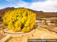 거대한 황금빛 단풍… 원주 1000년 은행나무를 아시나요
